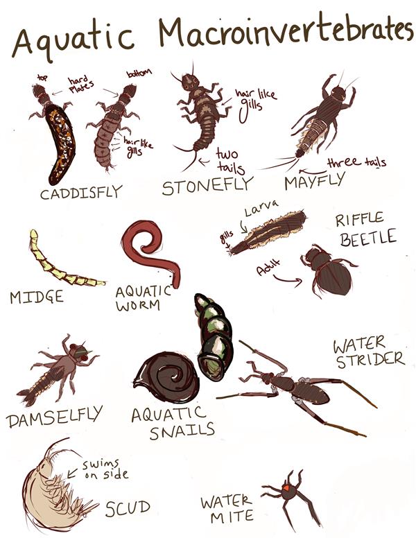 High School intern makes Macroinvertebrate field guide